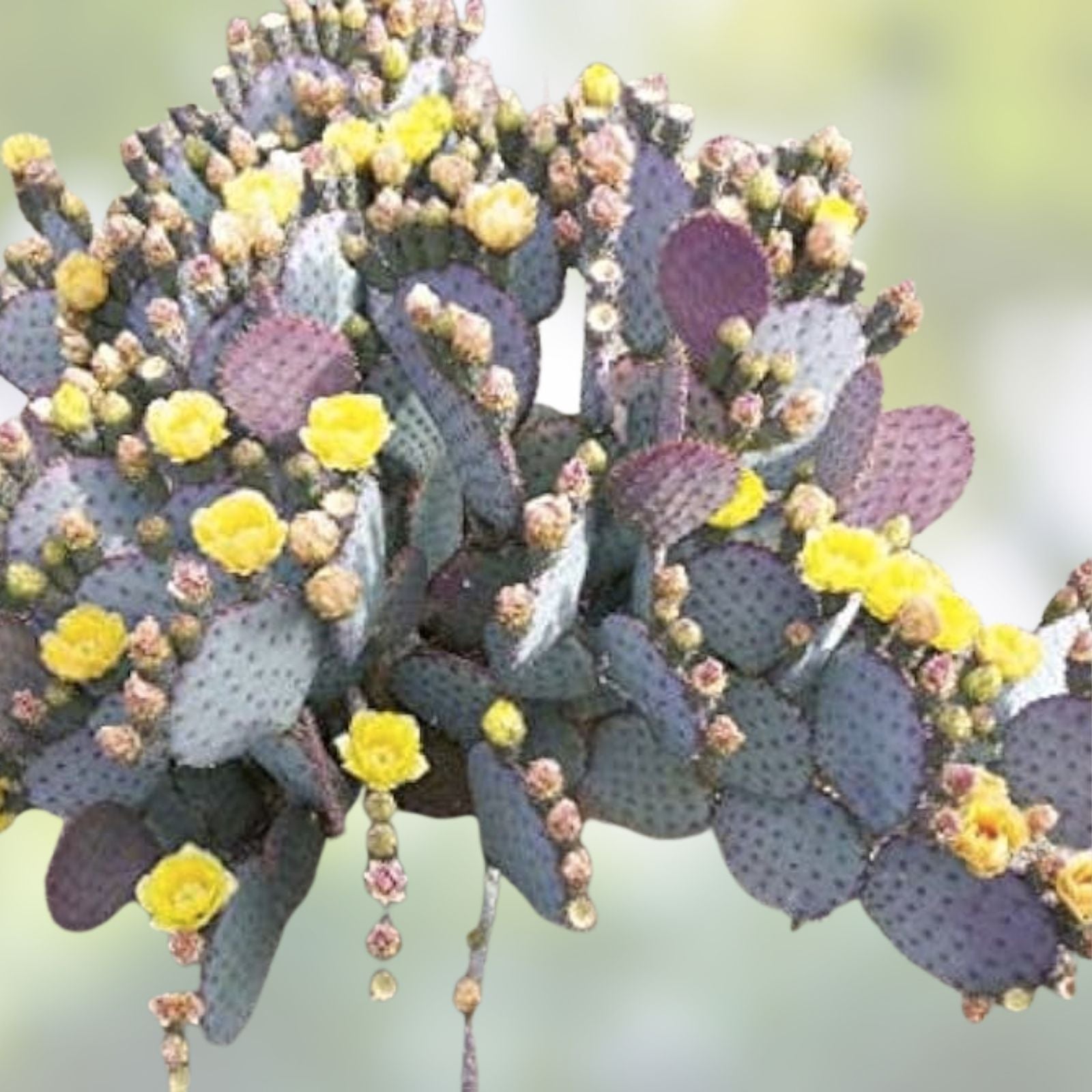 Purple Prickly Pear Cactus Pad, Fresh Cut, Santa Rita Opuntia, Edible Succulent Plant, Cactus Pad for Gardening, Fast Growing