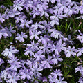 Creeping Phlox Live Starter Plants Set of 2 - Lavender Ground Cover - Phlox subulata - Low Growing Perennial for Gardens