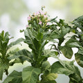 Live Tobacco Plant Nicotiana Tabacum Bare Root Starter Plant Organic Gardening 8+ Inches Tall