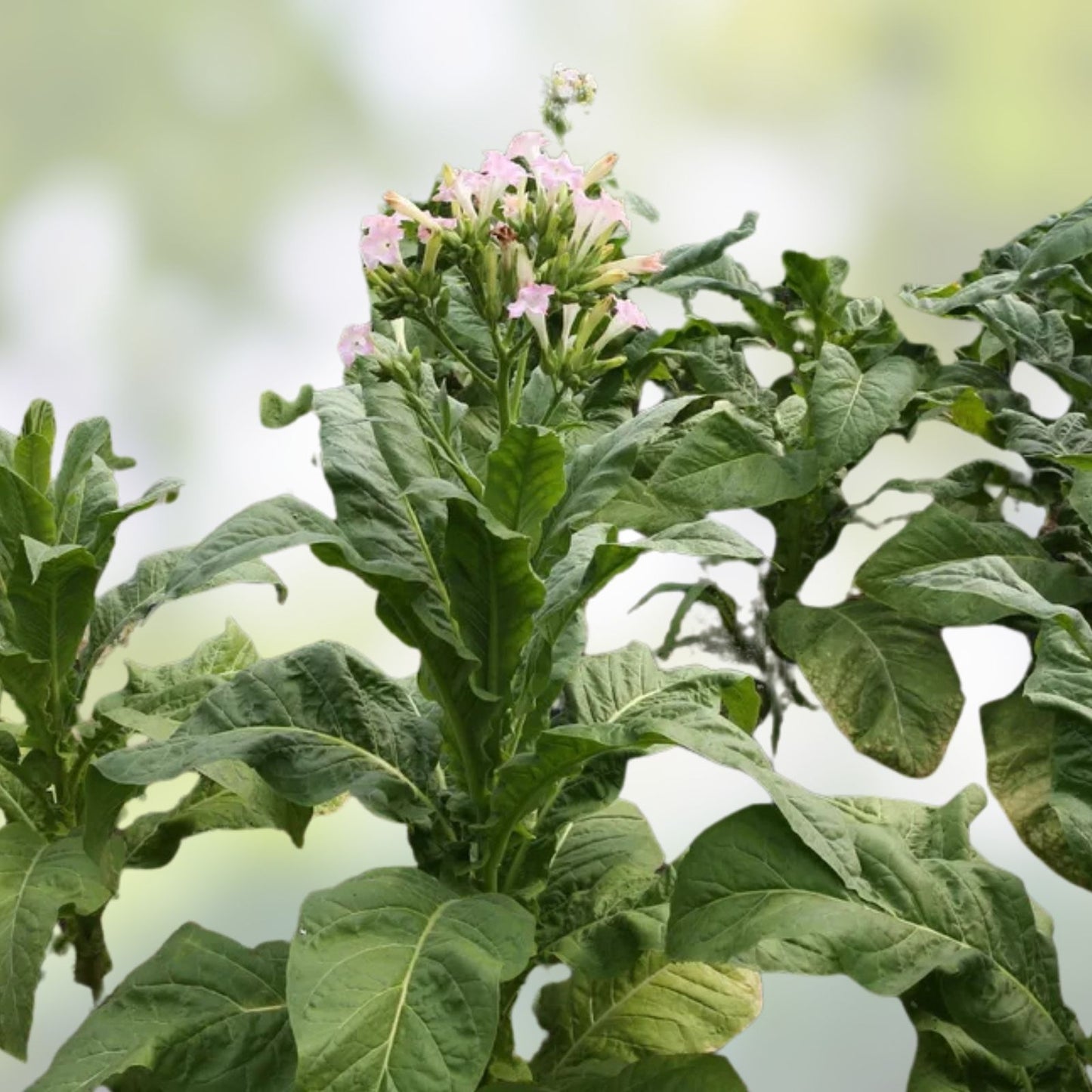 Live Tobacco Plant Nicotiana Tabacum Bare Root Starter Plant Organic Gardening 8+ Inches Tall