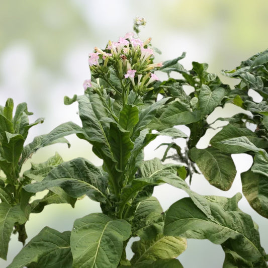Live Tobacco Plant Nicotiana Tabacum Bare Root Starter Plant Organic Gardening 8+ Inches Tall