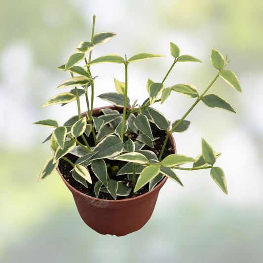 Hoya Plant Bundle Variegated Hoya Bella & Engleriana Live Indoor Houseplants Easy Care Decor
