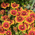 Arizona Sun Blanket Flower Seeds 100 Count Gaillardia pulchella Perennial Bright Large Blooms Live Plant Cutting