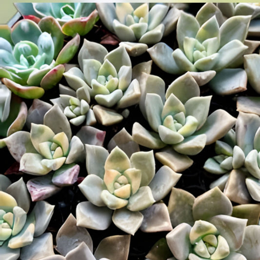 Graptosedum Ghosty Succulent Cutting 3-Inch Live Plant Rare Houseplant Easy Care Unique Succulent
