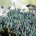 Senecio Mandraliscae Blue Chalk Sticks Succulent Cuttings – 6 Healthy Propagation Plants, Easy to Grow, Ornamental Succulent