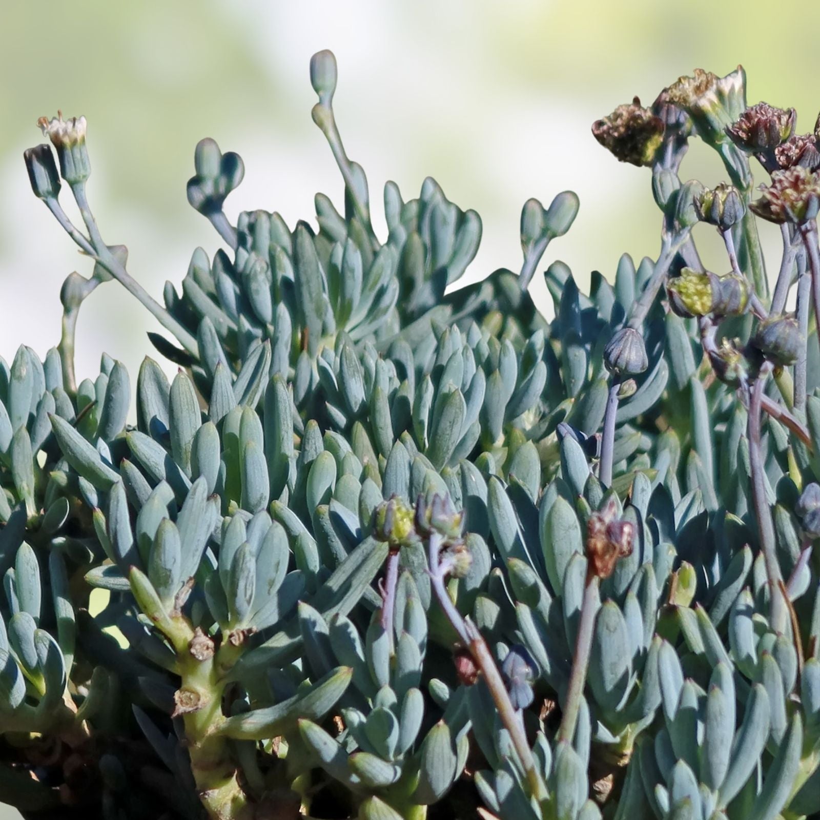 Senecio Mandraliscae Blue Chalk Sticks Succulent Cuttings – 6 Healthy Propagation Plants, Easy to Grow, Ornamental Succulent