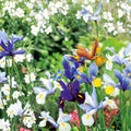 Dutch Iris Plants 3-Pack | Live Rooted Iris × hollandica Bulbs for Garden Flowers | European Heritage Iris Starter Plants