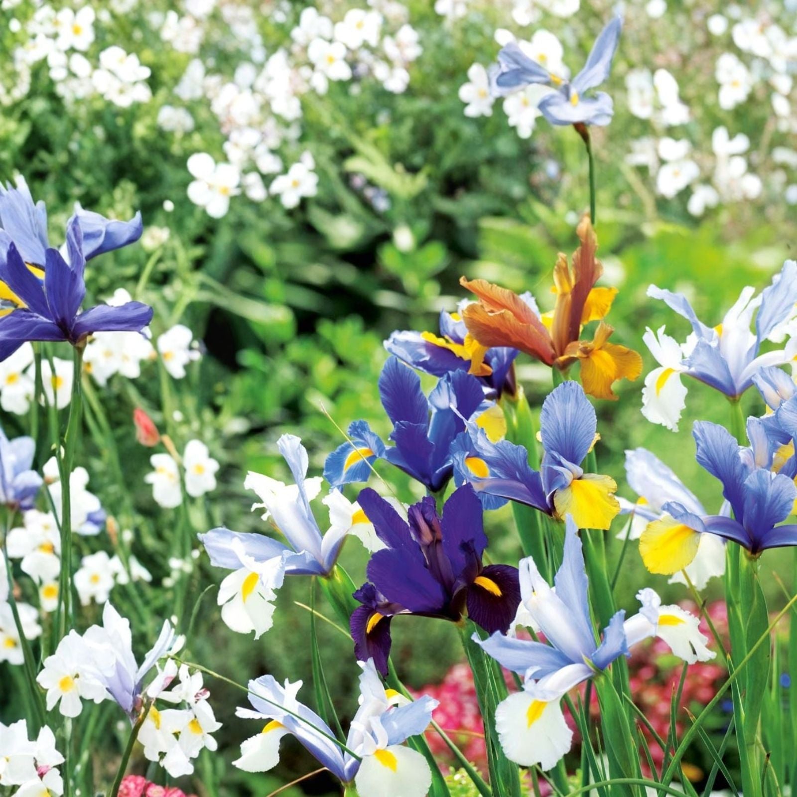 Dutch Iris Plants 3-Pack | Live Rooted Iris × hollandica Bulbs for Garden Flowers | European Heritage Iris Starter Plants