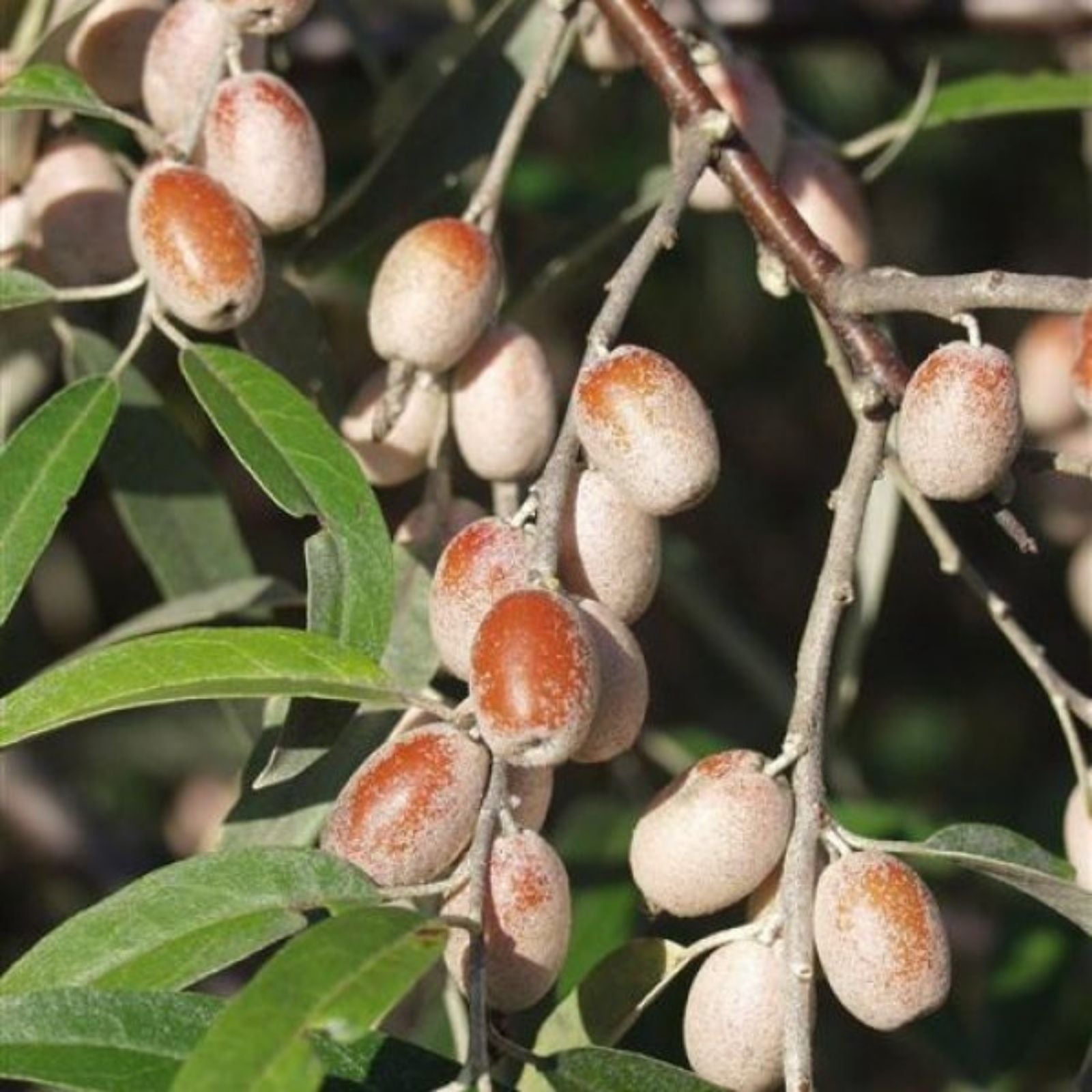 Silverberry Cuttings Elaeagnus angustifolia Live Plant Rootless Starter Plant for Propagation