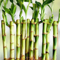 Lucky Bamboo Plants 6 Inches 10 Pack with Free Gold Wire Indoor Feng Shui Dracaena sanderiana