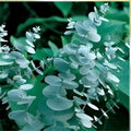Eucalyptus Silver Dollar Seeds 250 Count - Aromatic Drought-Tolerant Eucalyptus cinerea for Gardens and Landscaping