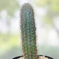 Pilosocereus Cactus Cutting 12-inch Succulent Plant, Indoor Outdoor Decor, Desert Plant, Live Starter, Houseplant, Bare Root
