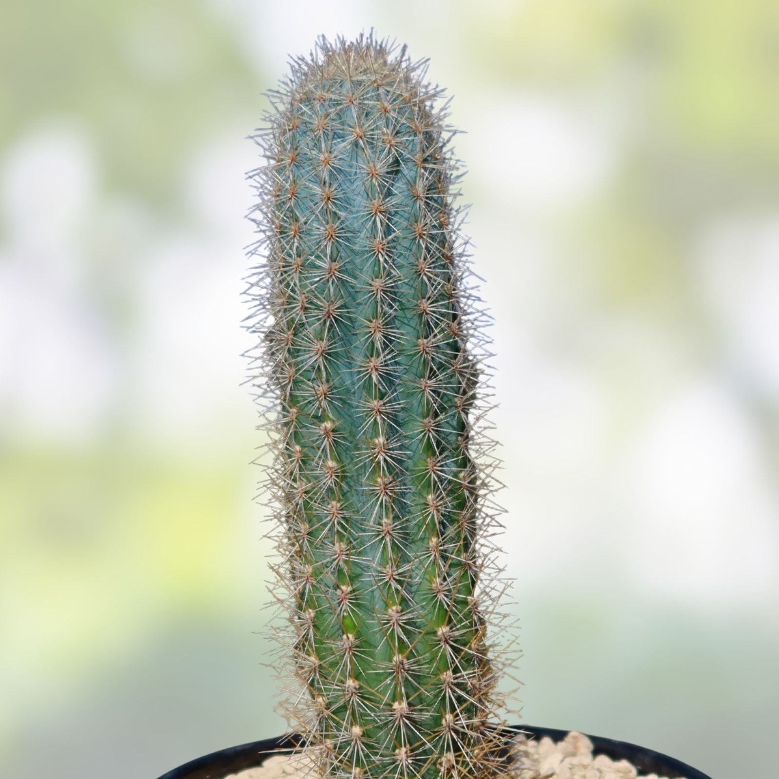 Pilosocereus Cactus Cutting 12-inch Succulent Plant, Indoor Outdoor Decor, Desert Plant, Live Starter, Houseplant, Bare Root