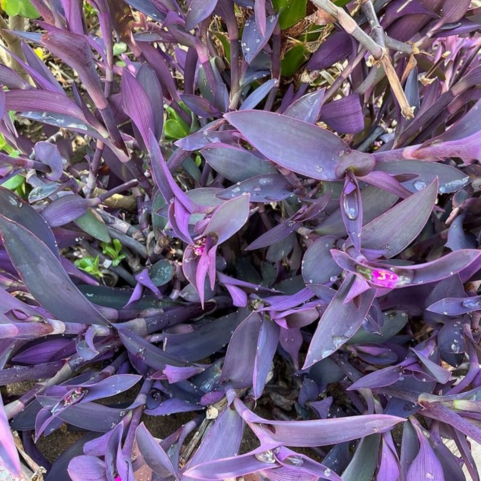 Purple Heart Tradescantia Pallida Cuttings | 8 Stem Set for Indoor Houseplant, Home Decor, Gardening
