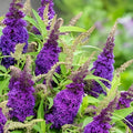 Purple Butterfly Bush Cuttings 6-inch Pack | Buddleja davidii Live Plant for Garden Landscaping