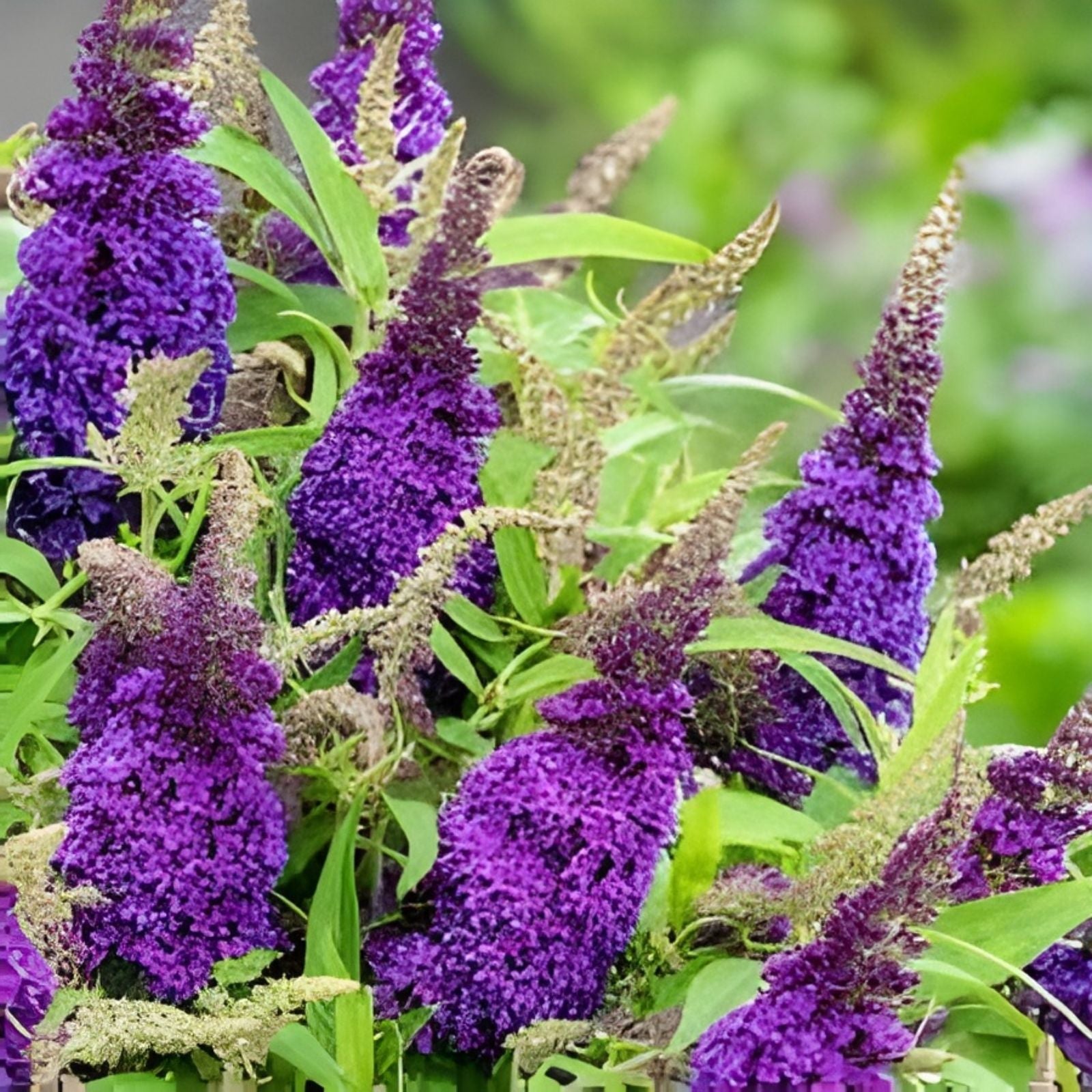 Purple Butterfly Bush Cuttings 6-inch Pack | Buddleja davidii Live Plant for Garden Landscaping