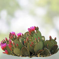 Prickly Pear Cactus Opuntia ficus-indica 9 Pads Yellow Flowers Live Succulent Plant Bare Root Starter Houseplant