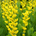 Yellow False Indigo Seeds 30 Count Baptisia tinctoria Native Wildflower Seeds for Garden Planting, Live Plant, Cutting, Bare Root, Starter Plant