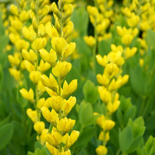 Yellow False Indigo Seeds 30 Count Baptisia tinctoria Native Wildflower Seeds for Garden Planting, Live Plant, Cutting, Bare Root, Starter Plant