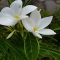 Hawaiian Fiddle Plumeria Plant #8 - Tropical Flowering Variety, Plumeria pudica for Gardens and Landscaping