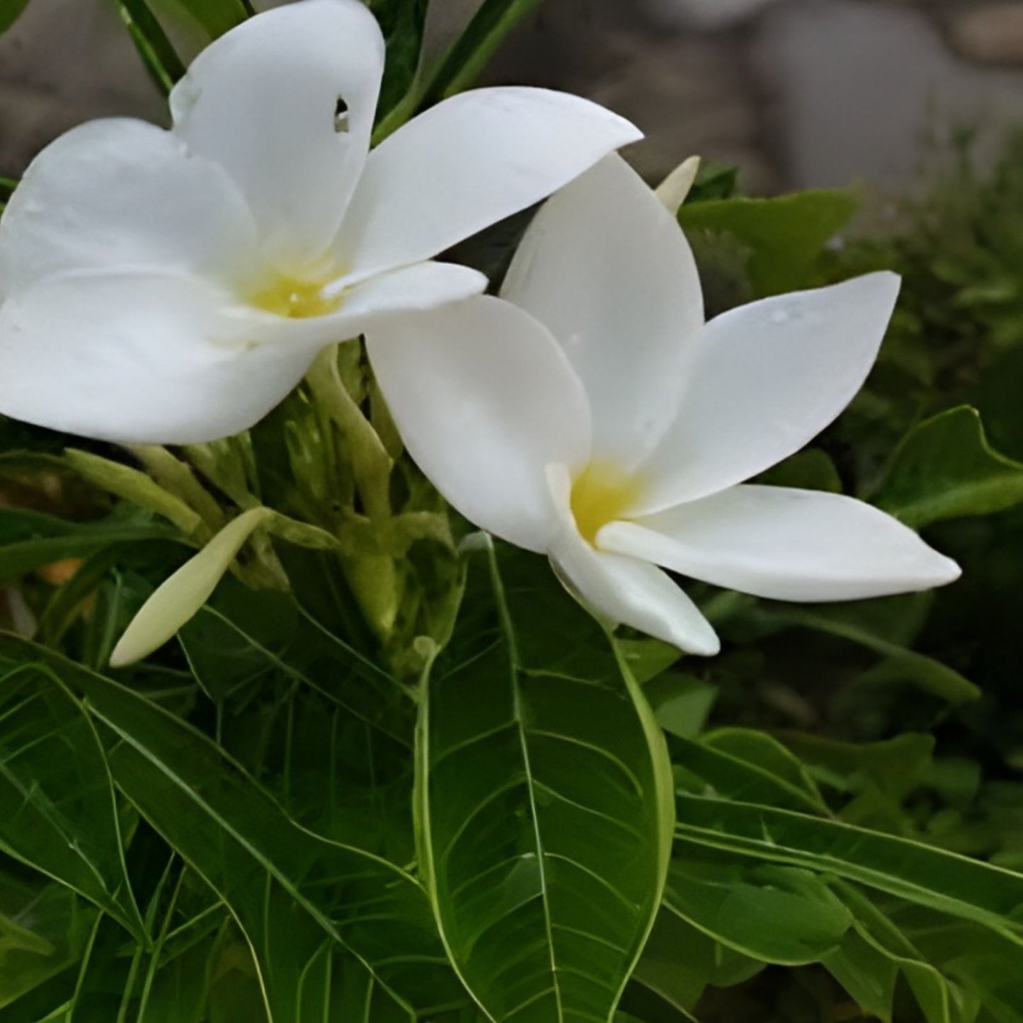 Hawaiian Fiddle Plumeria Plant #8 - Tropical Flowering Variety, Plumeria pudica for Gardens and Landscaping