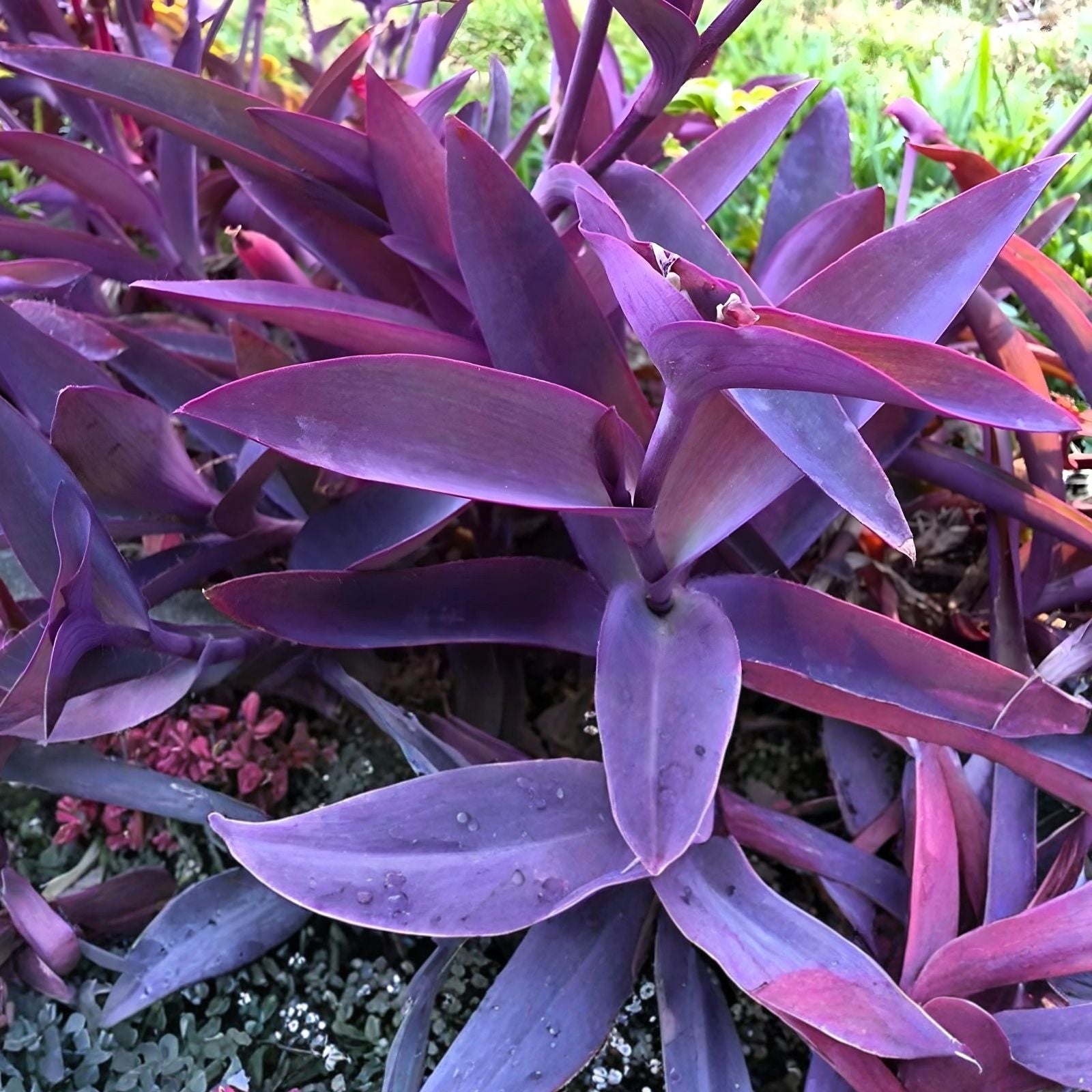 Tradescantia pallida Purple Heart Cutting 10pc Wandering Jew Houseplant, Purple Foliage, Live Plant, Indoor Starter Plant