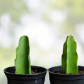 Dragon Fruit Cuttings 8-10 Inch Long, Pitaya Varieties, Fresh Propagation, Hylocereus spp.