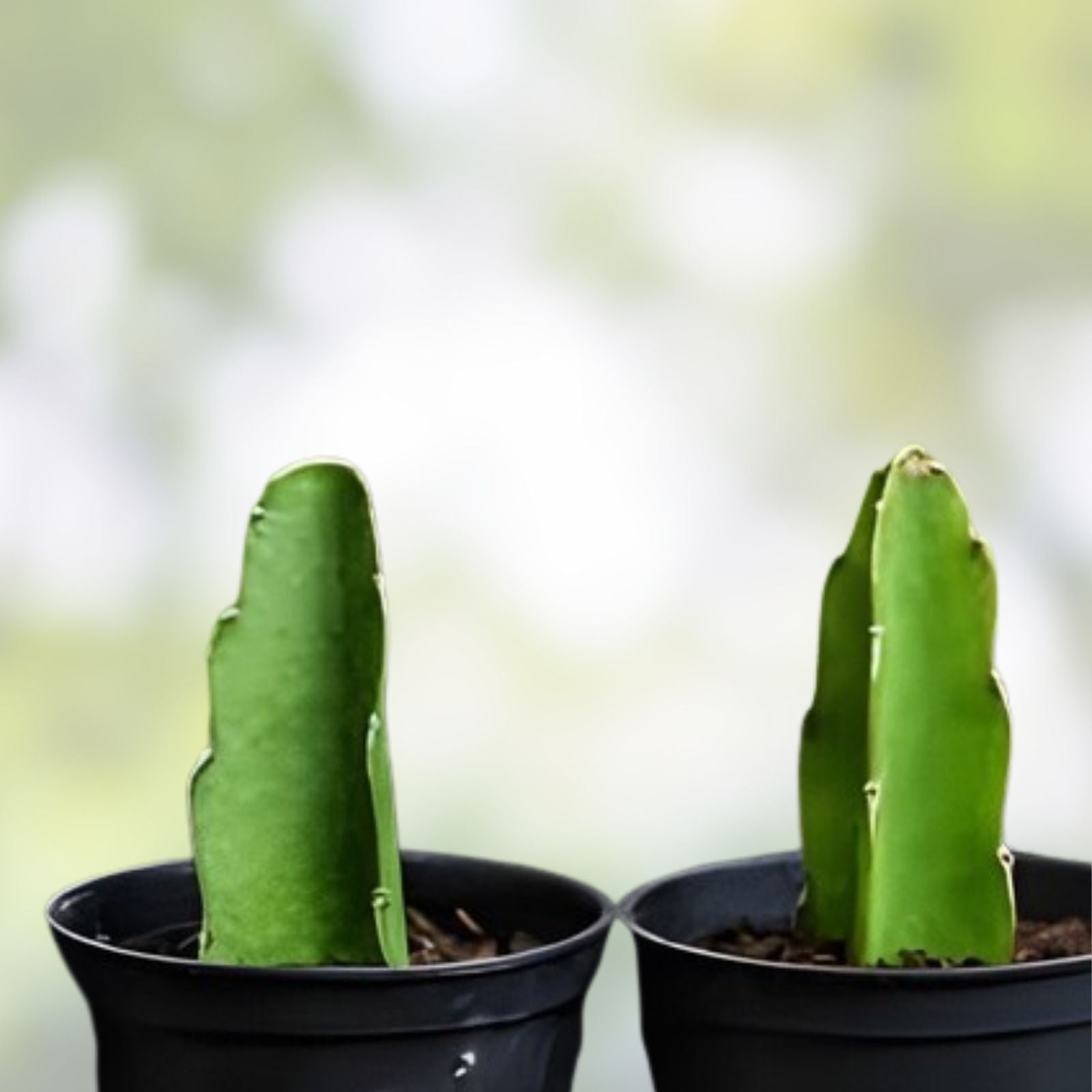 Dragon Fruit Cuttings 8-10 Inch Long, Pitaya Varieties, Fresh Propagation, Hylocereus spp.