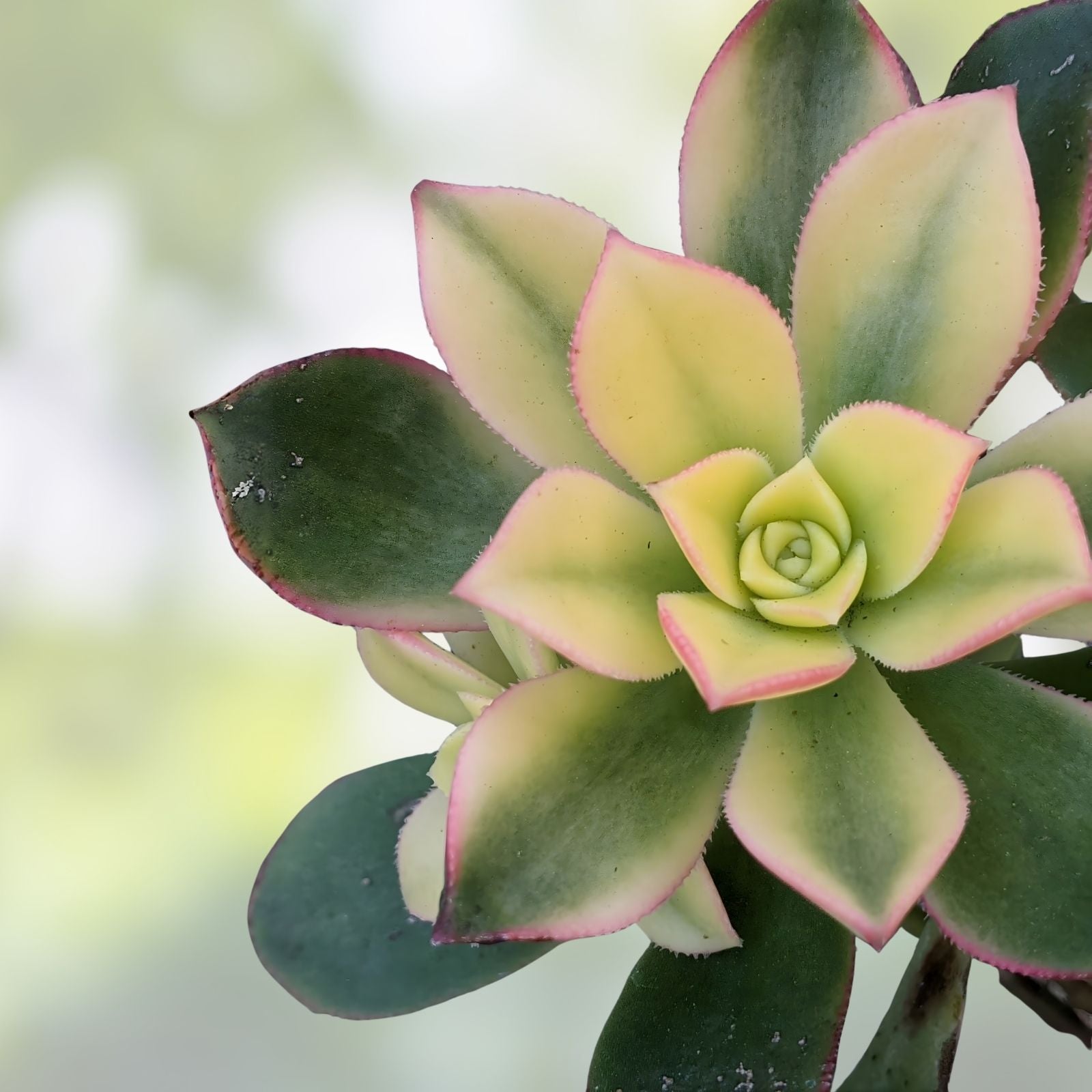Aeonium Kiwi Variegated Succulent Cutting - Colorful Indoor Plant, Garden Decor, Unique Houseplant, Live Starter Plant