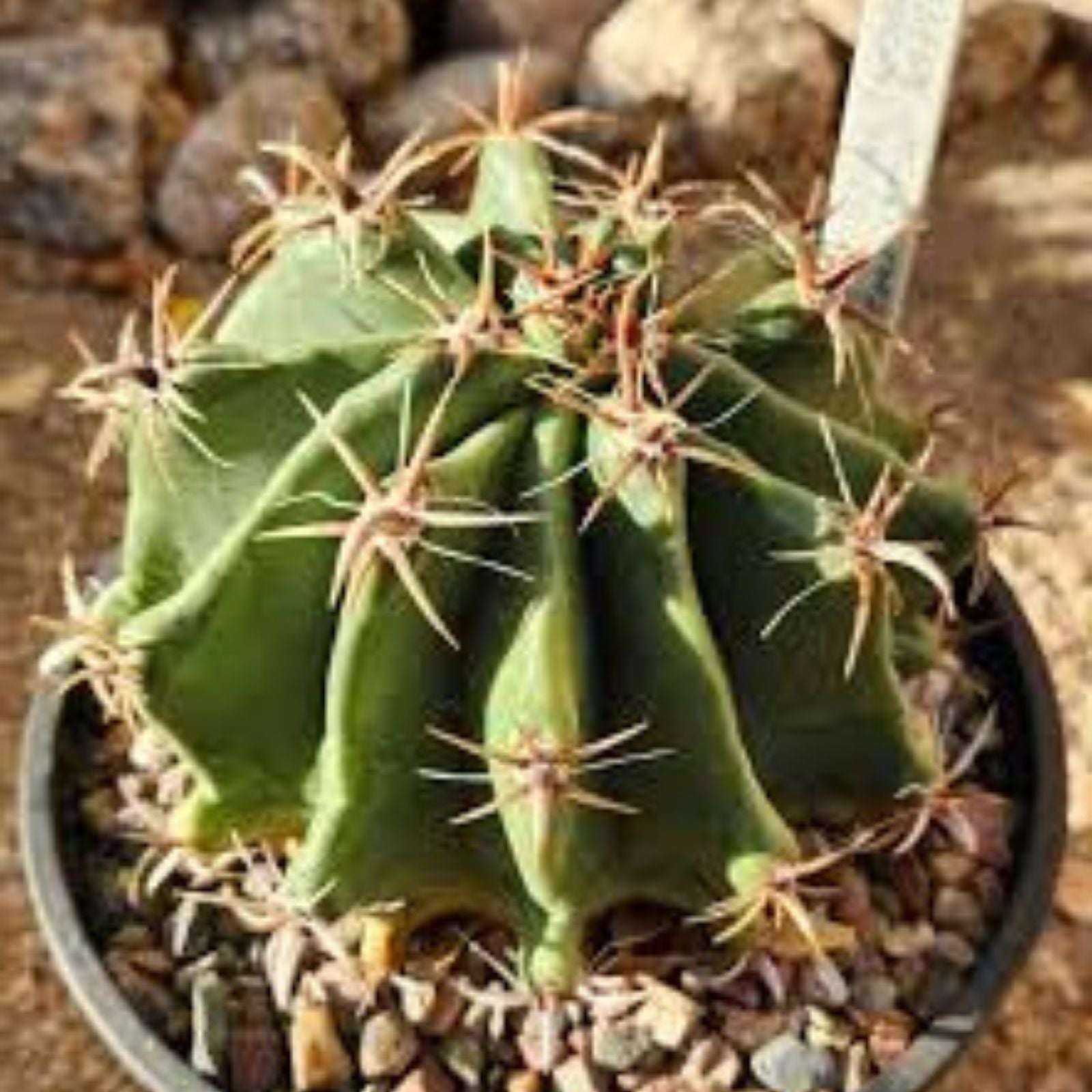 Ferocactus Herrerae Var Brevispinus Barrel Cactus Live Plant Succulent Drought-Tolerant Indoor Outdoor