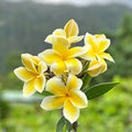 Plumeria Live Cutting 6” White Fragrant Flower Plant Tropical Garden Wedding Decor Shrub