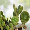 Opuntia Stardust Pad Cutting | Live Succulent Plant | Cactus Starter | Unique Varieties | Houseplant