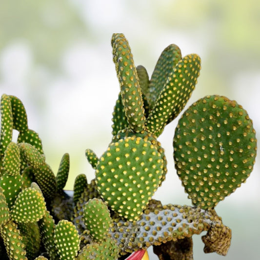 Opuntia Stardust Pad Cutting | Live Succulent Plant | Cactus Starter | Unique Varieties | Houseplant