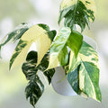 Epipremnum Pinnatum Marble Cutting Live Tropical Houseplant Variegated Pothos Indoor Plant