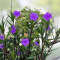 Mexican Petunia Rhizome Cuttings 6 Pack Ruellia simplex Live Plant Vibrant Blooms Garden Landscape Flowering Plant