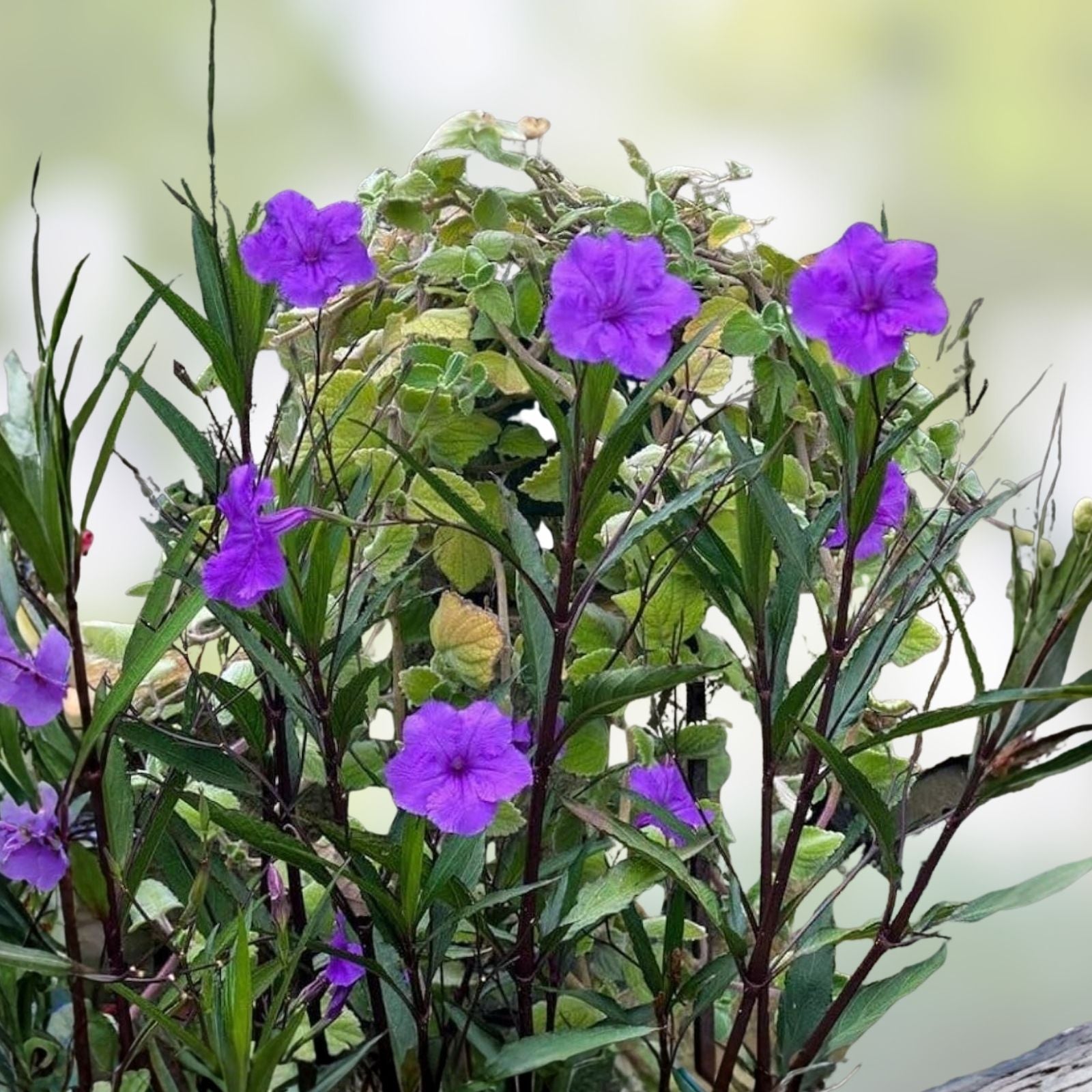 Mexican Petunia Rhizome Cuttings 6 Pack Ruellia simplex Live Plant Vibrant Blooms Garden Landscape Flowering Plant