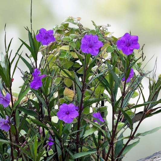 Mexican Petunia Rhizome Cuttings 6 Pack Ruellia simplex Live Plant Vibrant Blooms Garden Landscape Flowering Plant