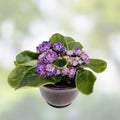 Rare African Violet Starter Plant - Amadeus Red-Raspberry Blooms with White Edge - Saintpaulia Indoor Houseplant - Fast Growing