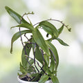 Variegated Callisia fragrans Basket Plant with 2 Pups – Indoor Houseplant, Live Plant, Decorative, Easy Care, Starter Plant