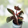 Rare Philodendron Red Heart Plant 3” Live Tropical Houseplant Philodendron erubescens Heart-Shaped Foliage