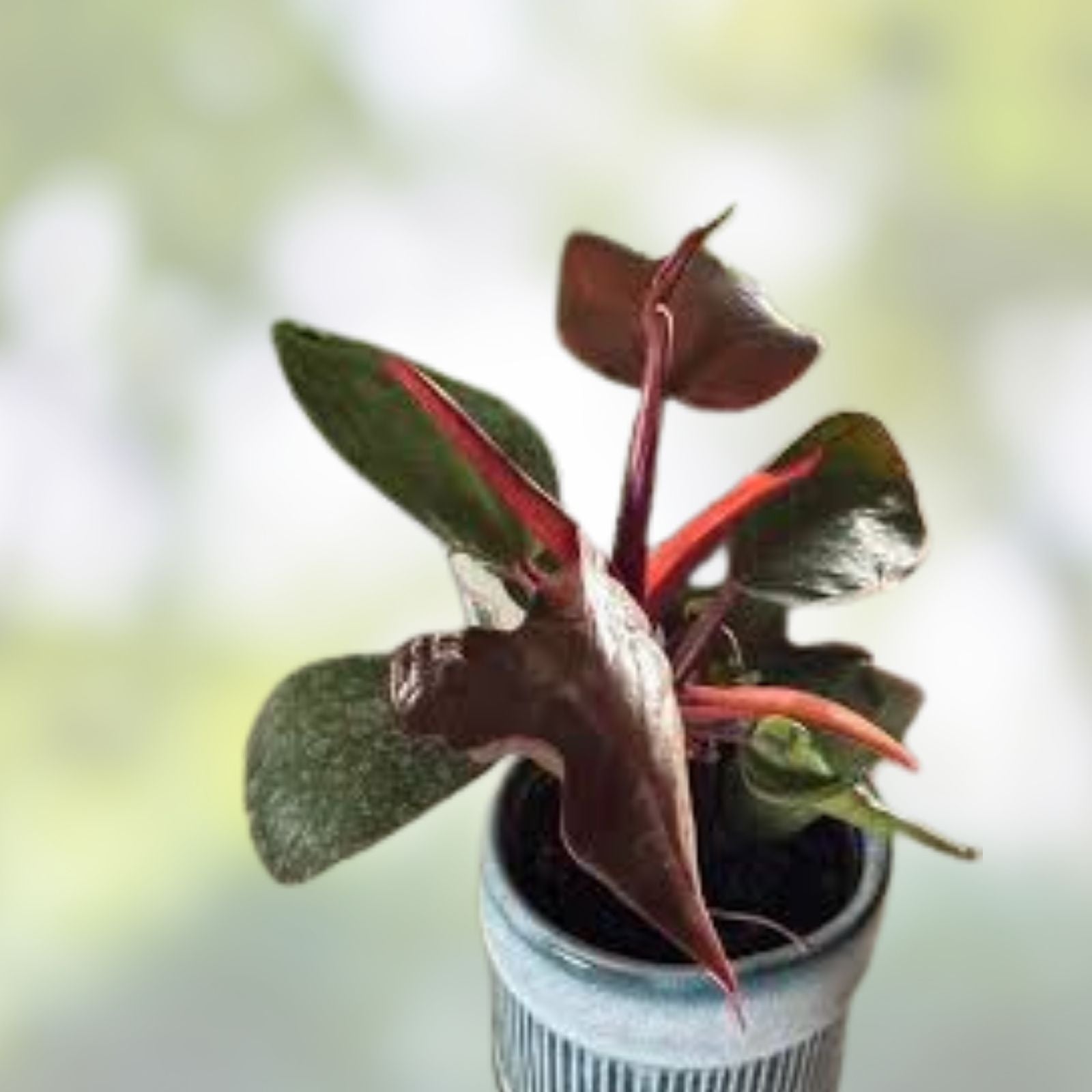 Rare Philodendron Red Heart Plant 3” Live Tropical Houseplant Philodendron erubescens Heart-Shaped Foliage