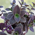 Tradescantia Velvet Hill Fuzzy Pale Puma Live Plant Cuttings 3 Pieces Sillamontana Houseplant Propagation