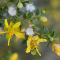 Creosote Bush Fresh Cuttings - Prostrate Variety - Aromatic Plant - Larrea tridentata - Live Plant Cutting