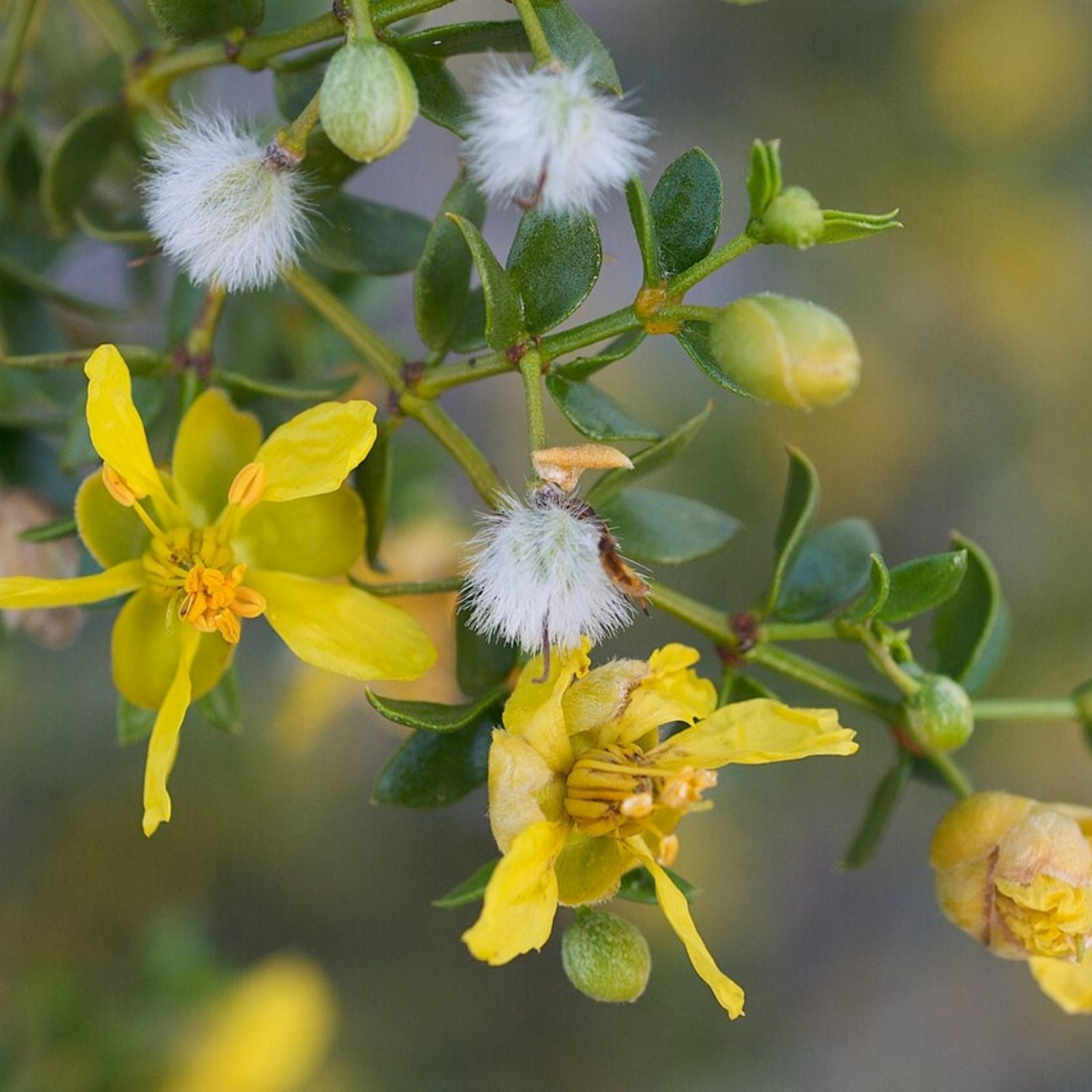 Creosote Bush Fresh Cuttings - Prostrate Variety - Aromatic Plant - Larrea tridentata - Live Plant Cutting