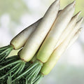 Radish Seeds 1000 Pack Minowase Daikon Heirloom Non-GMO Vegetable Seeds for Gardening