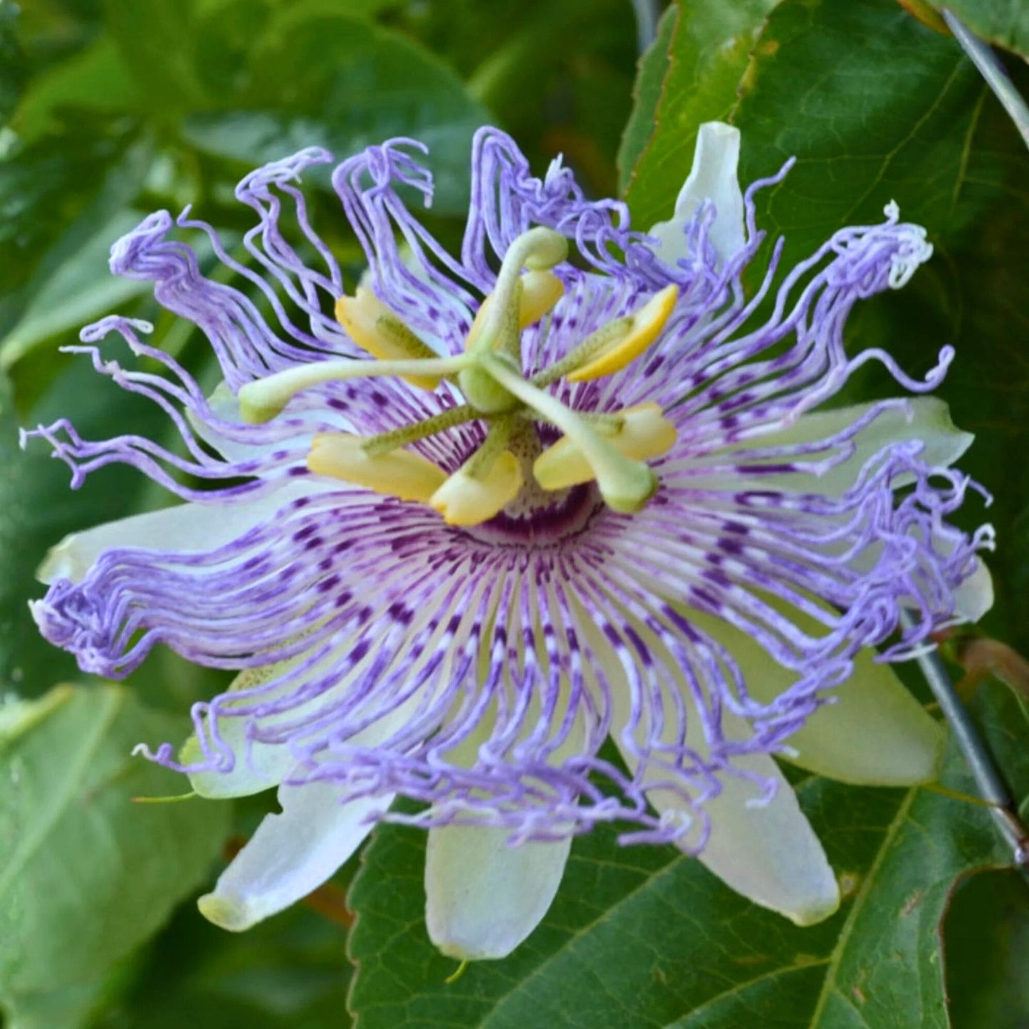 Live Potted Maypop Vine Passiflora incarnata Rare Exotic Passionflower Climbing Plant Garden Landscape