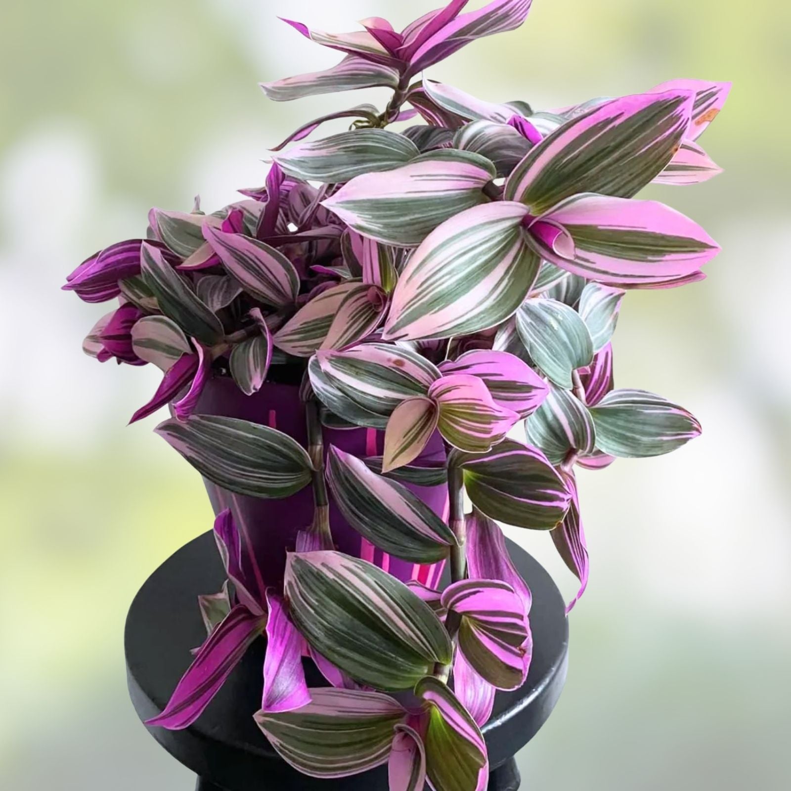 Tradescantia Nanouk Cuttings, Pink Wandering Jew, Live Houseplant, Indoor Plant, Easy Care, Bright Foliage, Propagation Starter Plants