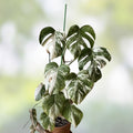 Rooted Variegated Monstera Albo Borsigiana Plant - Rare Indoor Houseplant, Monstera Deliciosa Albo, New Harvest Quality