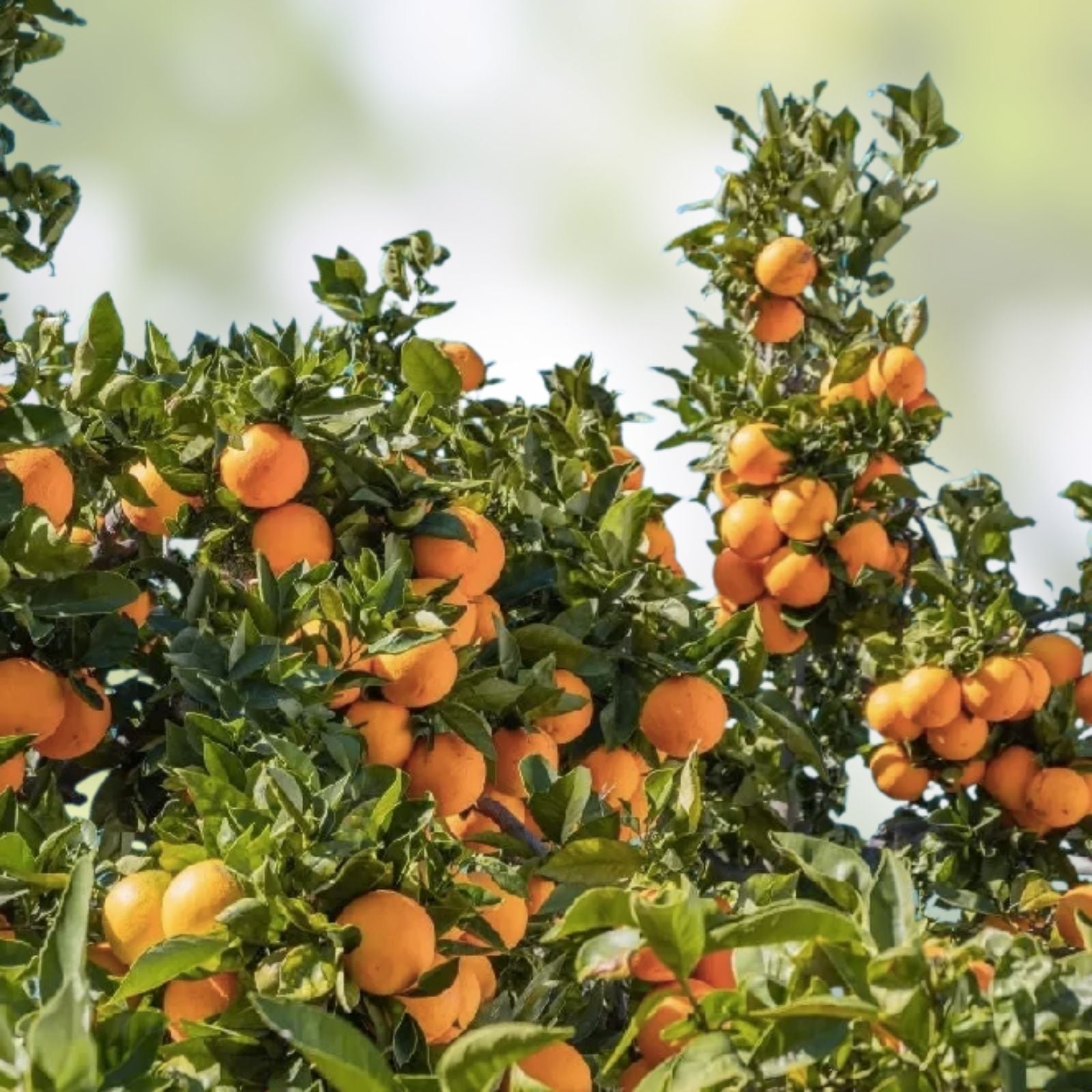 Washington Navel Orange Cuttings – 6 Unrooted Propagation Plants – Citrus sinensis – Fruit Tree Grafting Material – Fresh Harvest Quality
