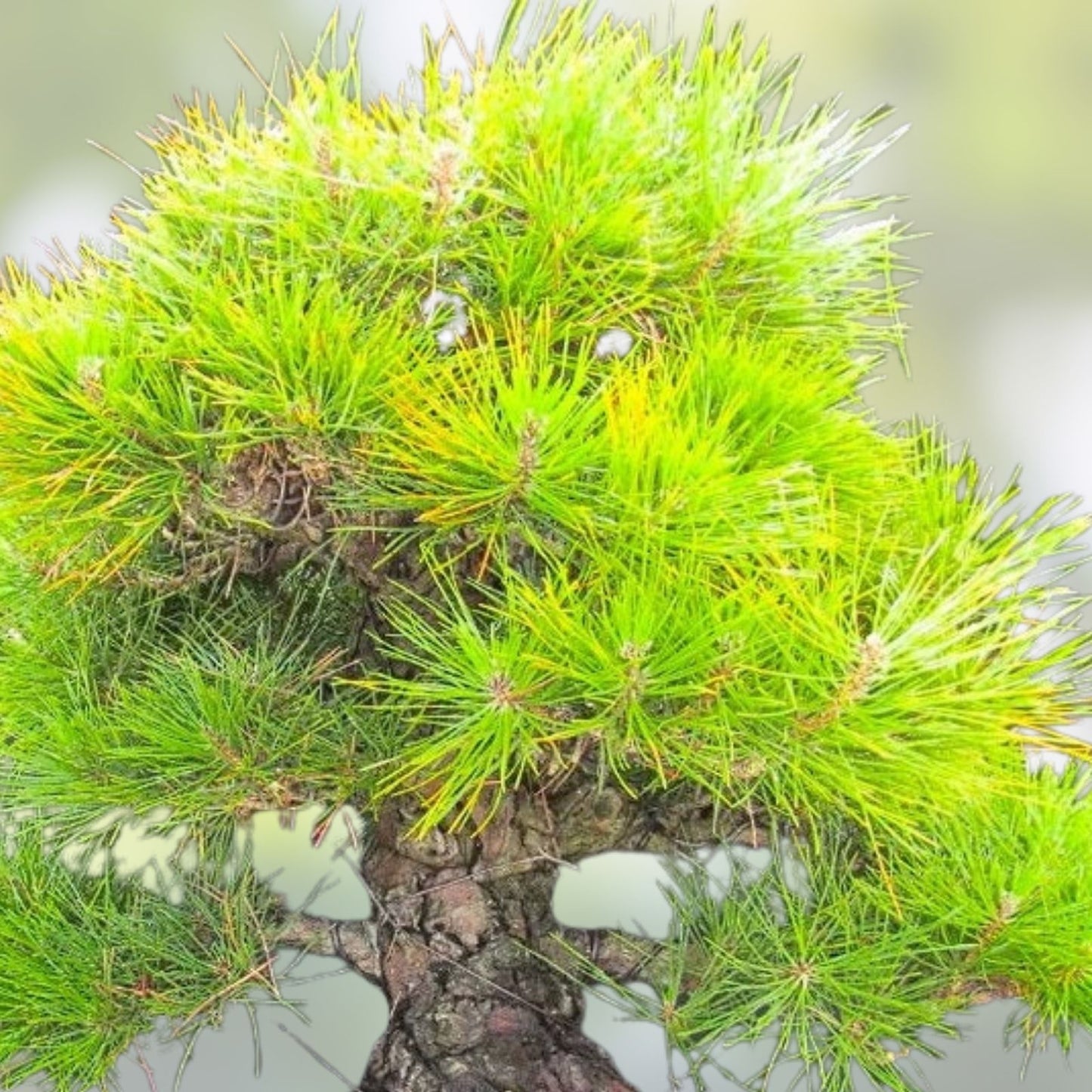 Juniper Bonsai Tree Seeds 25 Pack - Indoor & Outdoor Juniperus spp. Growing Kit - Bonsai Plant Seeds for Gardening